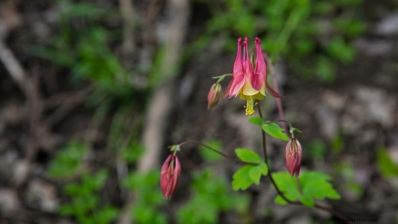 4 grands endroits pour admirer les fleurs sauvages du Nebraskas 