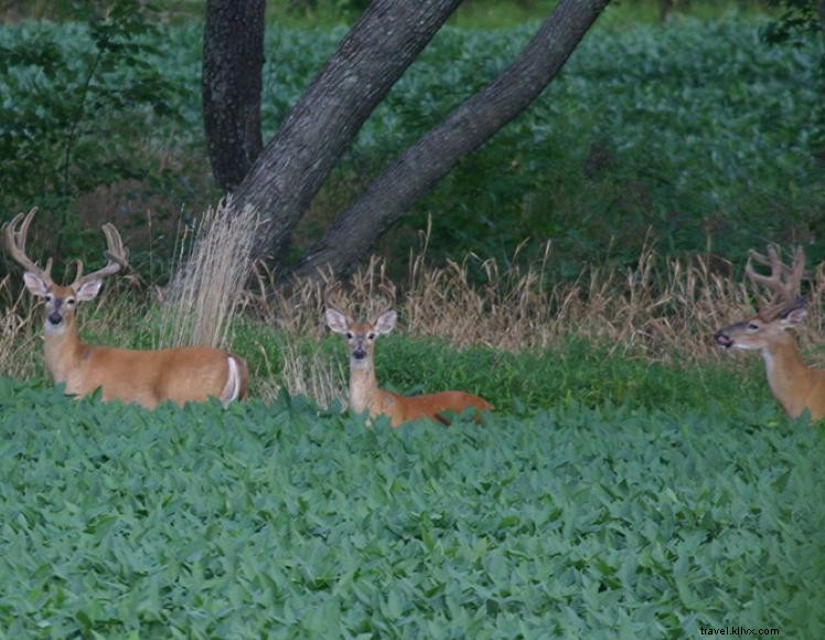 Capanna di caccia primitiva di Snipe Creek 