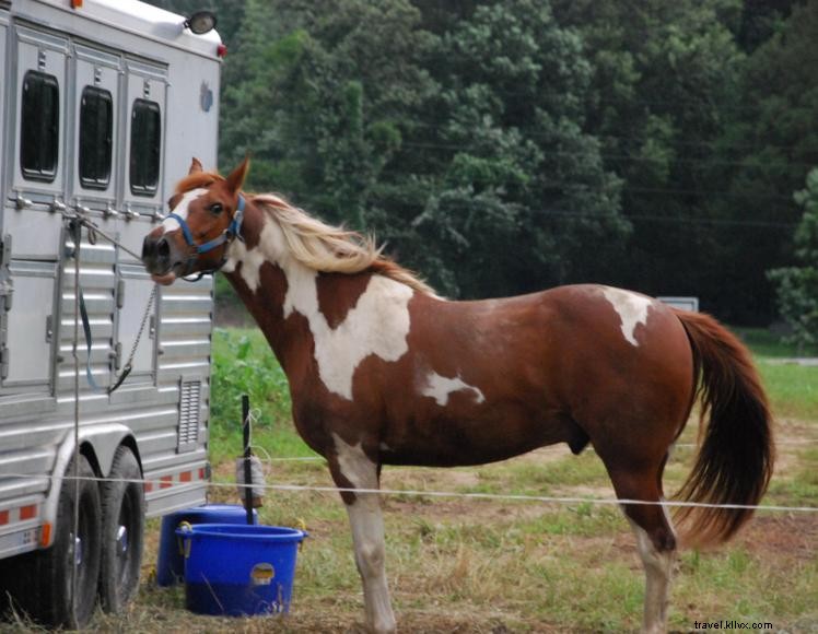 Campamento de caballos de azufre blanco 