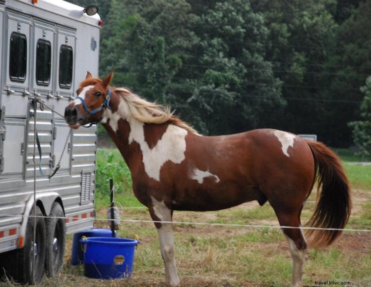 White Sulphur Horse Camp 