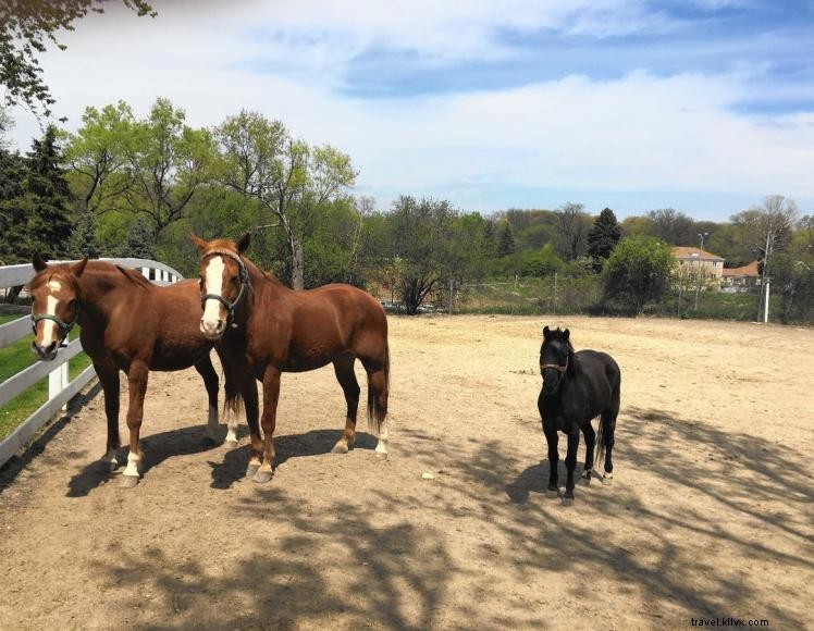 Estábulos de equitação Double J e acampamento Horsemans 