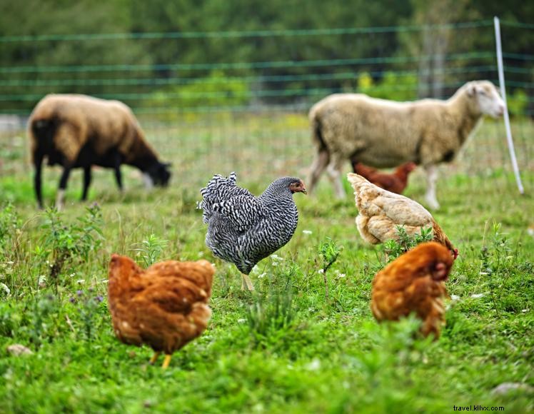 Ferme de plantes indigènes Dropseed 