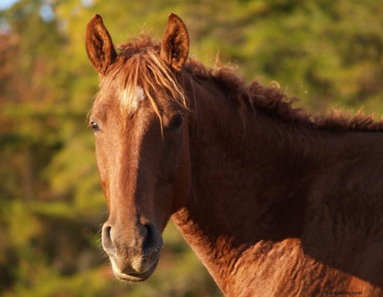 Alojamiento con desayuno en Hidden Cave Ranch y Curly Horse Farm 