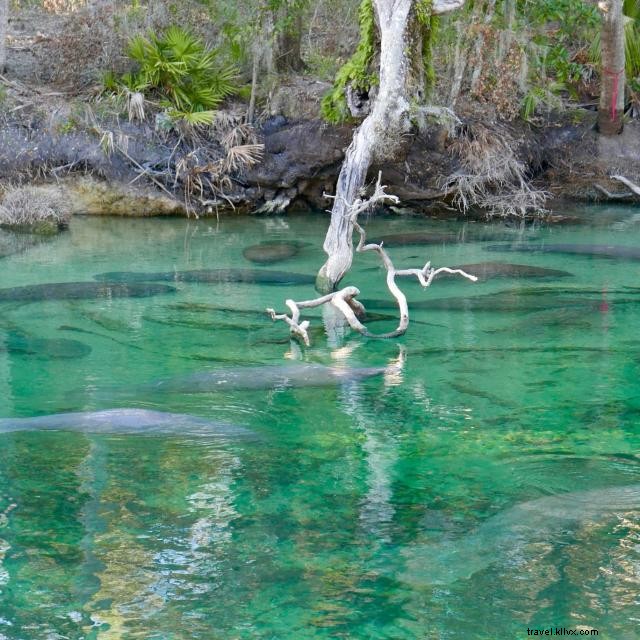 Mergulhe em lindas nascentes naturais em Orlando 