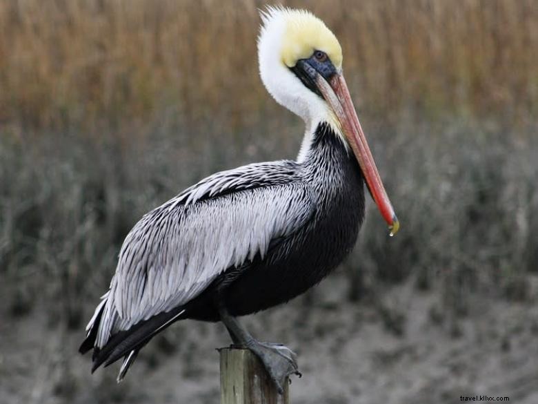 Casa de campo Tybee Island 