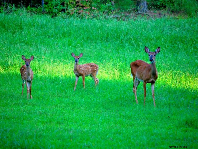 The Rock Campground e RV Park 