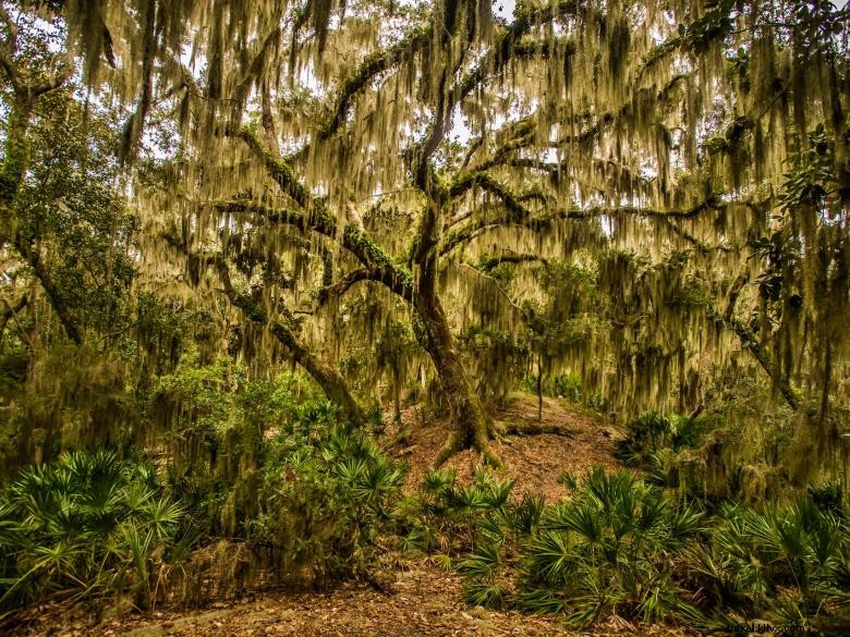 The Lodge sull isola di Little St. Simons 