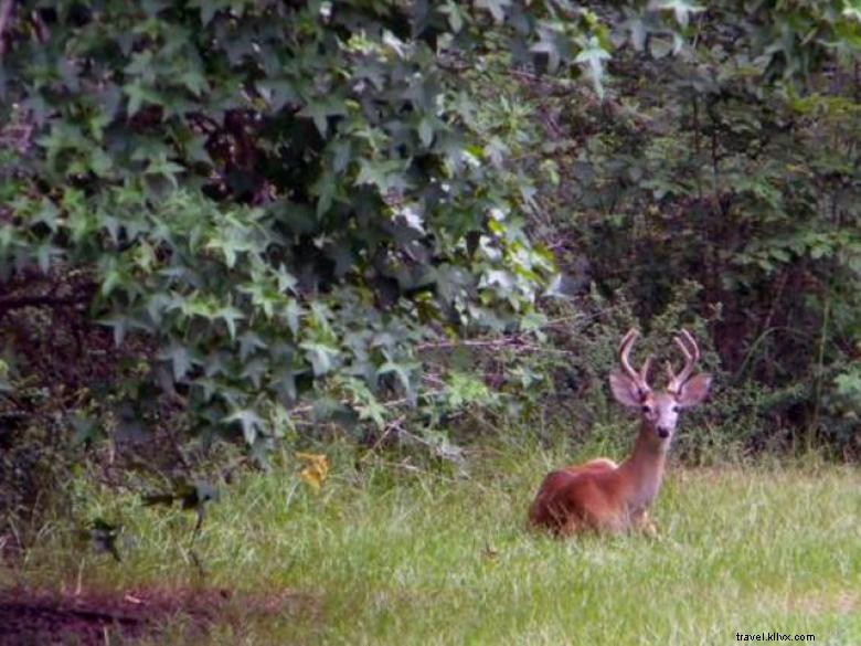 Campamento Whitetail Ridge en West Point Lake 