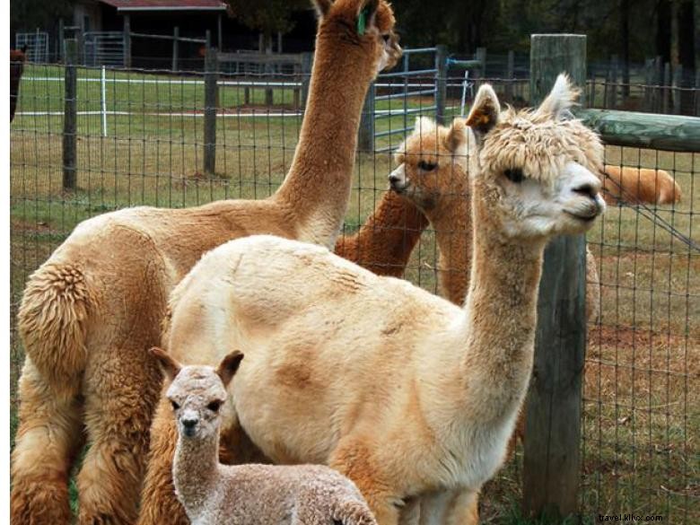 Alpacas Peternakan Crafdal 