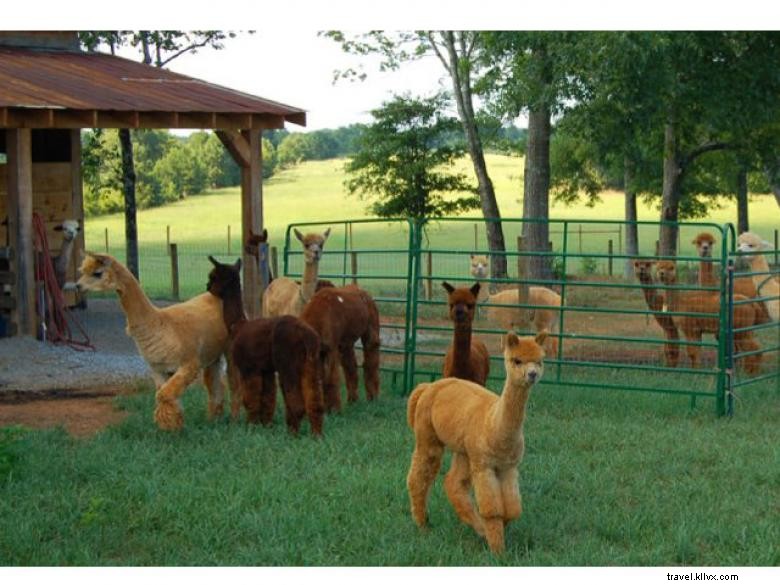 Alpacas Crafdal Farm 