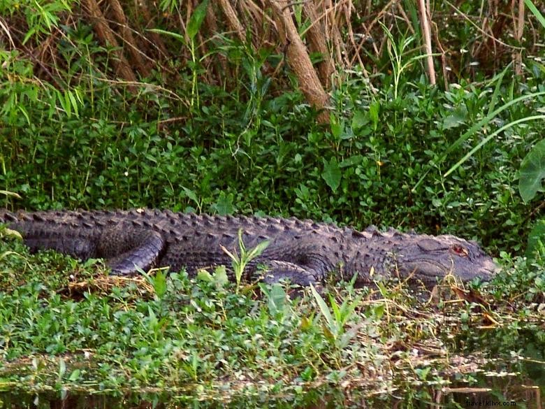 Taman Negara Bagian Reed Bingham 