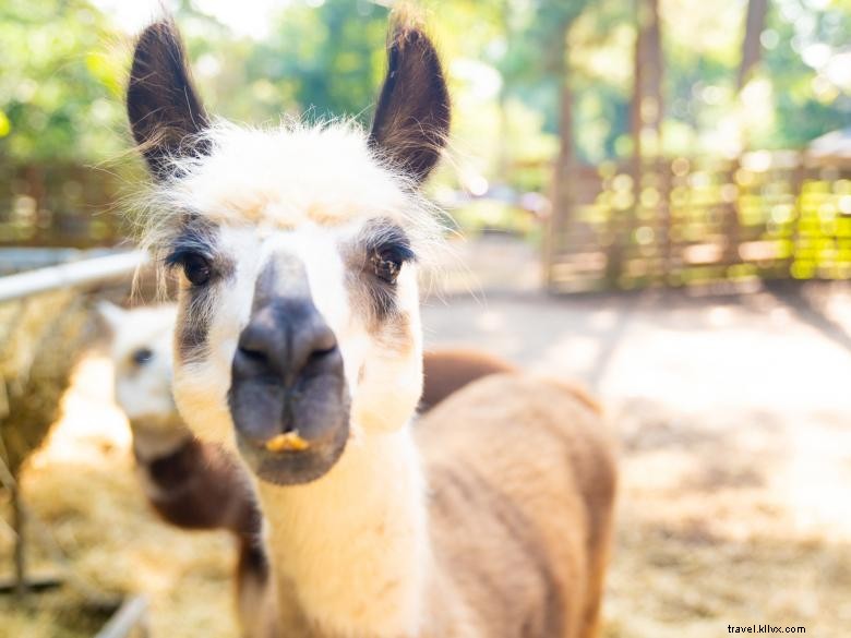 Decatur Alpaca Cottage 