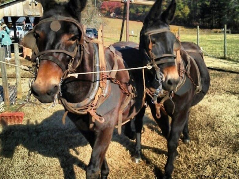 Dauset Trails Syrup Festival 