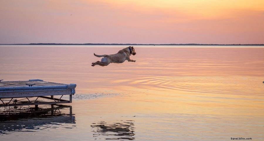 Fido na floresta:5 parques de campismo para cães em Minnesota 