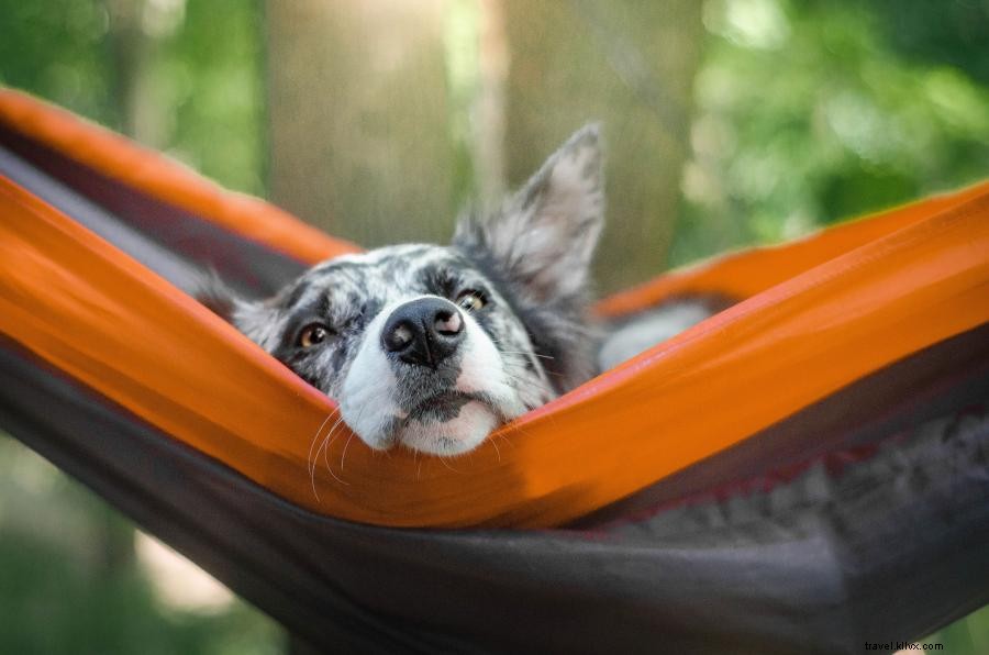 森の中のフィド：ミネソタ州の5つの犬に優しいキャンプ場 