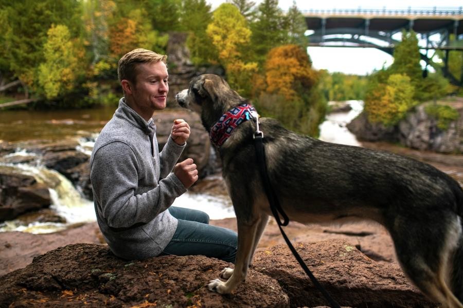 Fido di Hutan:5 Tempat Perkemahan Ramah Anjing di Minnesota 