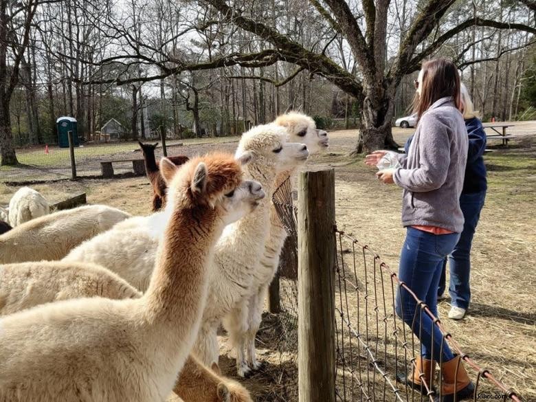 Granja de alpacas Creekwater 