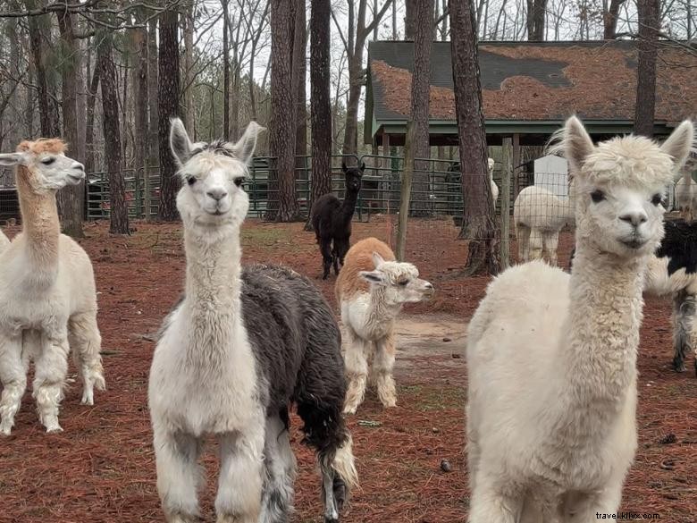 Granja de alpacas Creekwater 