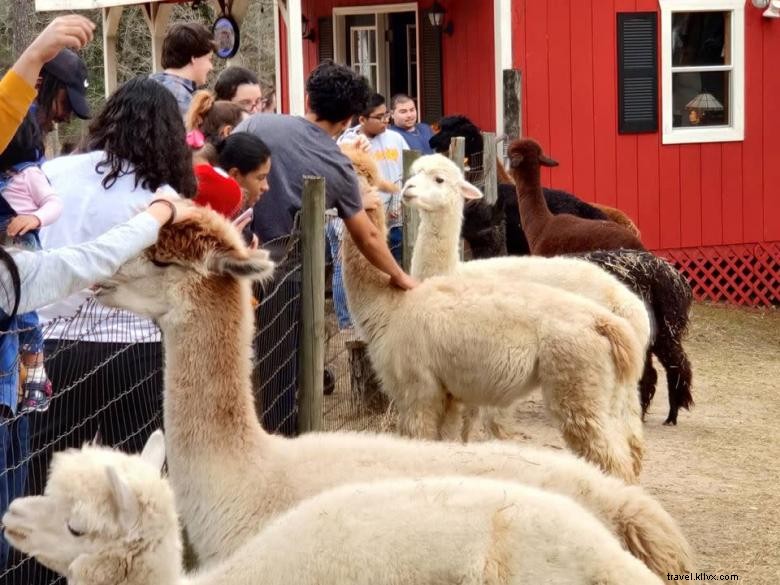 Fattoria di alpaca Creekwater 