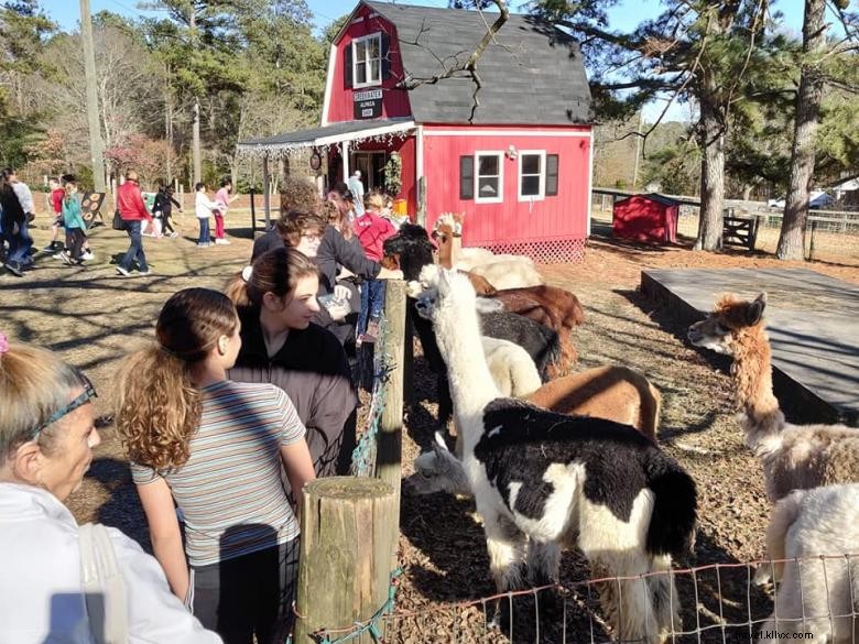 Granja de alpacas Creekwater 