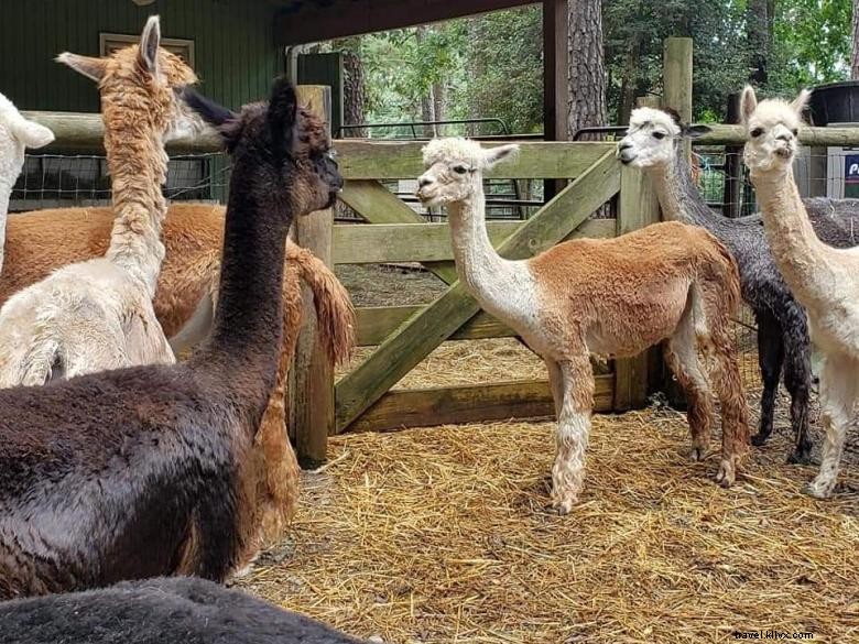 Fattoria di alpaca Creekwater 