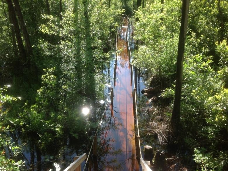 Parc des marais d Okefenokee 