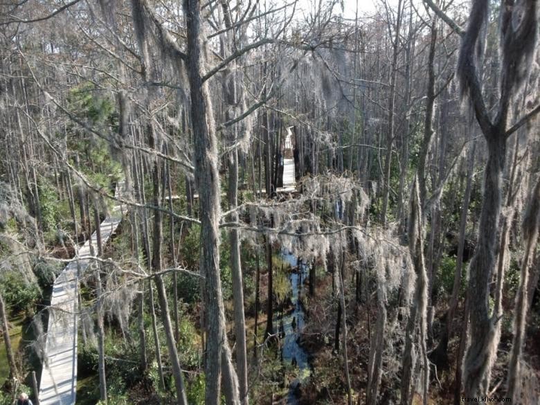 Parco della palude di Okefenokee 