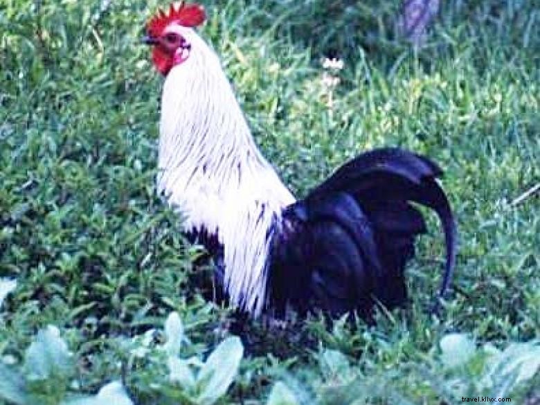 フィッツジェラルドの野生の鶏 