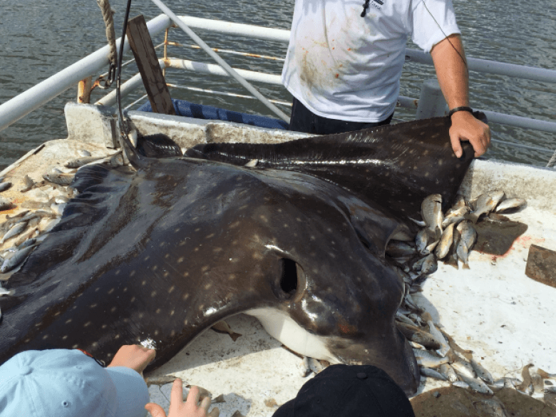 Excursiones Lady Jane Shrimpin 