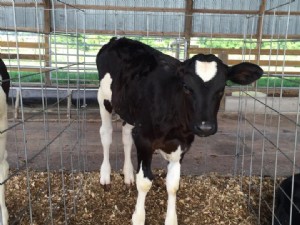 Visites de la ferme laitière Glo-Crest 