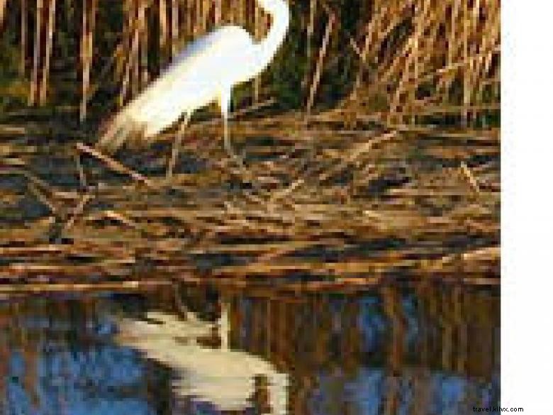 Harris Neck Cultural and Eco Tour 