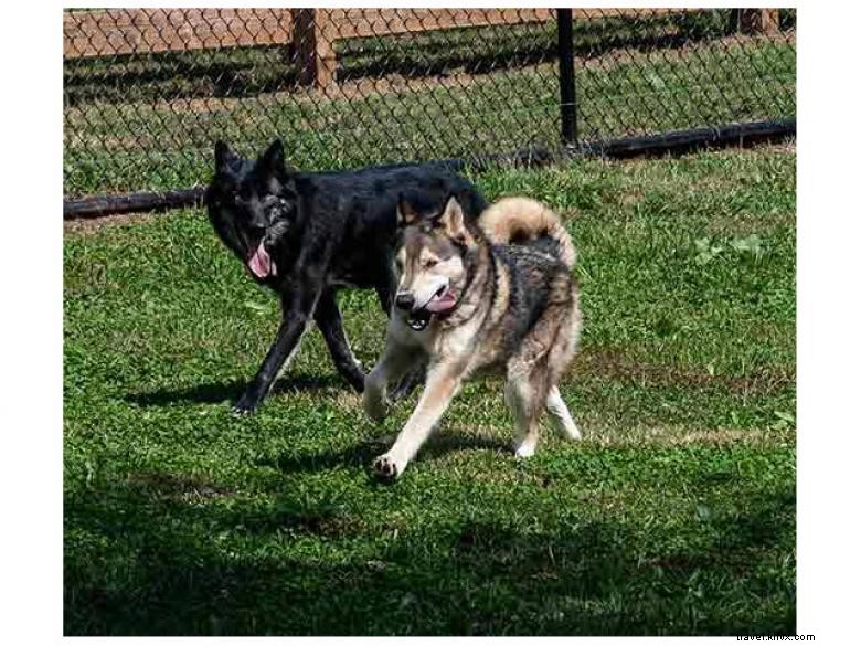 Chestatee Wildlife Preserve, Um zoológico do norte da Geórgia 