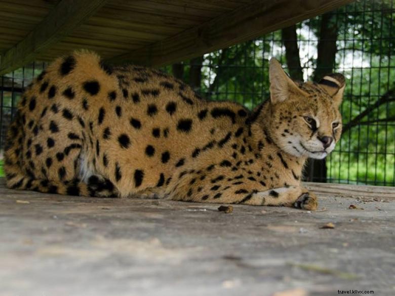 Chestatee Wildlife Preserve, Um zoológico do norte da Geórgia 