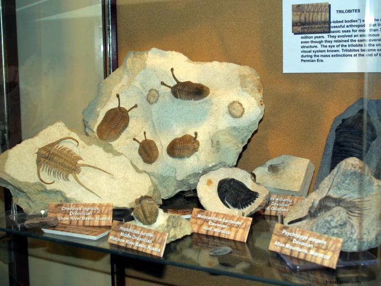 Museo di Storia Naturale, Georgia College e Università statale 