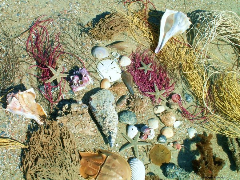 Perjalanan Ekologi Pantai Tybee 