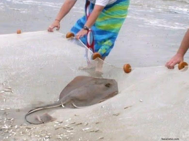 Perjalanan Ekologi Pantai Tybee 