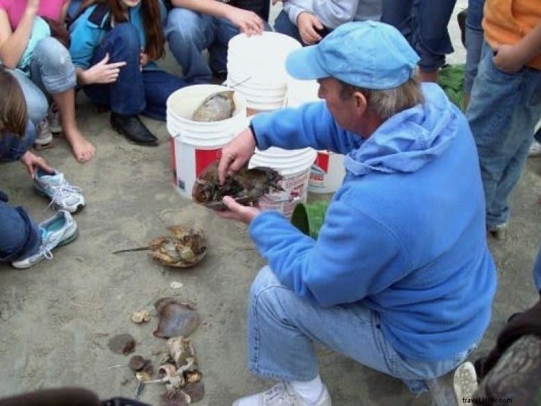 Perjalanan Ekologi Pantai Tybee 