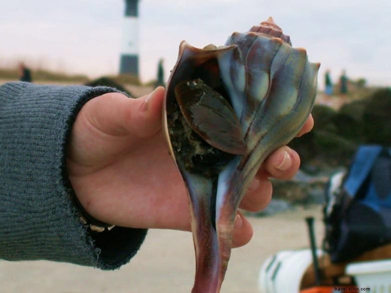 Perjalanan Ekologi Pantai Tybee 