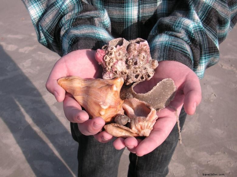 Perjalanan Ekologi Pantai Tybee 