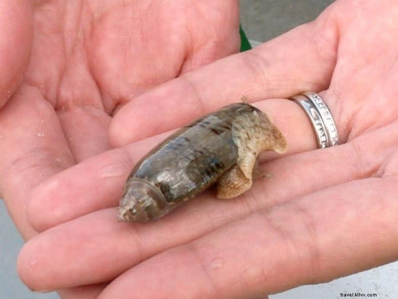 Perjalanan Ekologi Pantai Tybee 