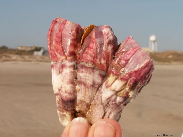 Perjalanan Ekologi Pantai Tybee 