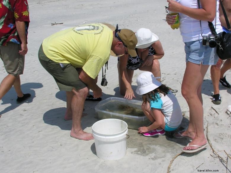 Viajes ecológicos a Tybee Beach 