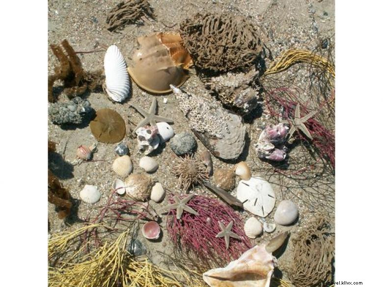 Perjalanan Ekologi Pantai Tybee 