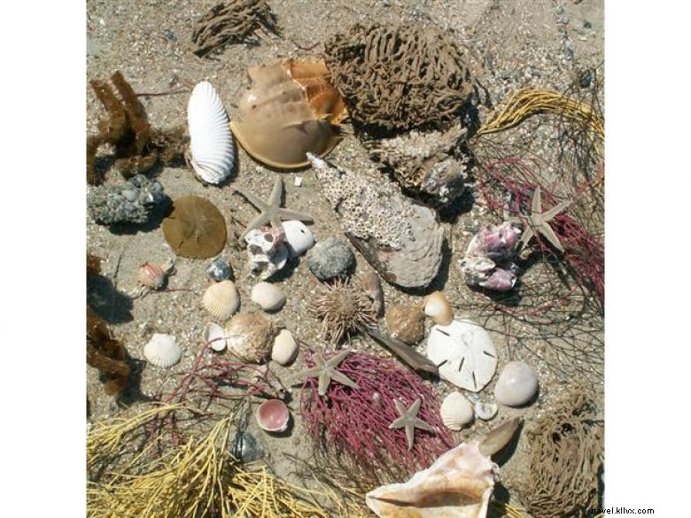 Voyages écologiques à Tybee Beach 