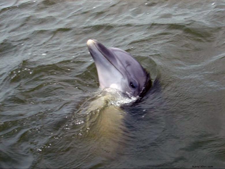 Tours de magie des dauphins 