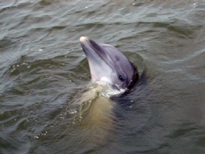 Tours de magie des dauphins 