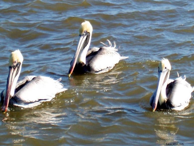 Tours de magie des dauphins 