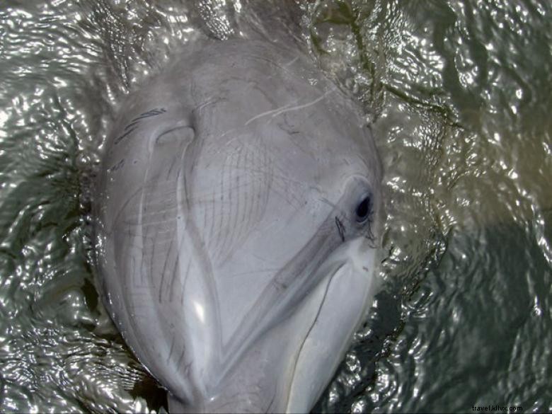 Tours con delfines mágicos 