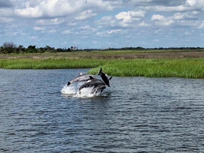 Tours con delfines mágicos 