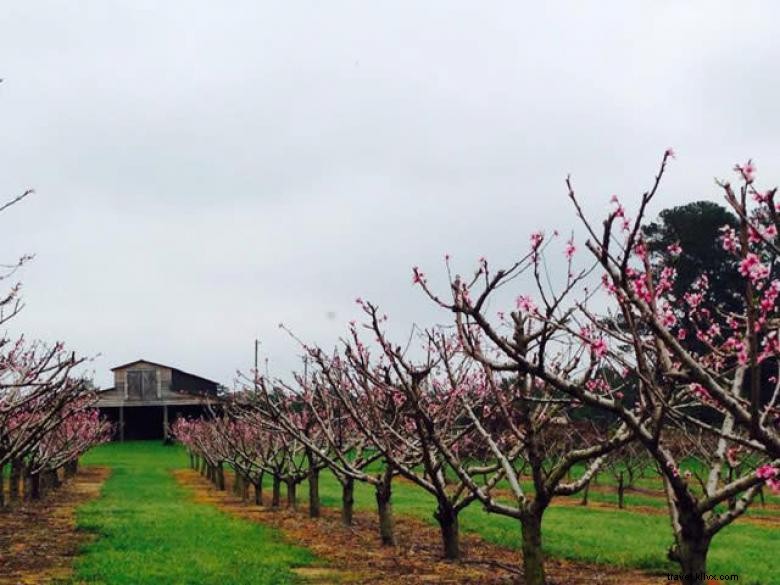 El mercado en Rutland Farms 